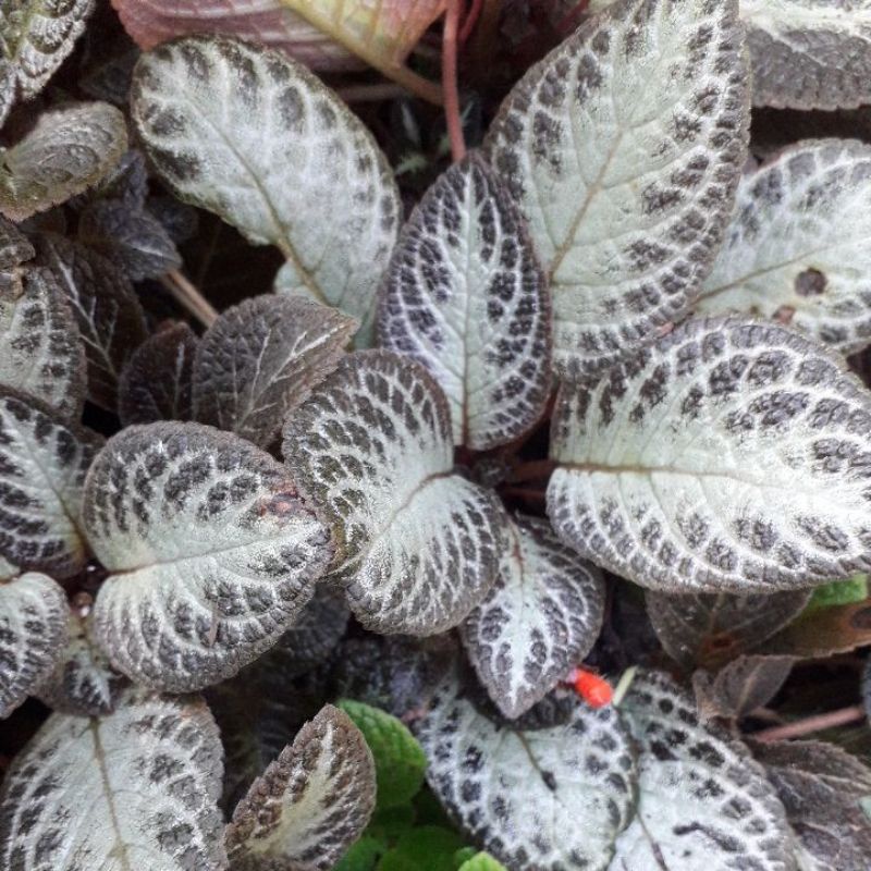 Episcia Silver Skies (A)Thad Cheetah