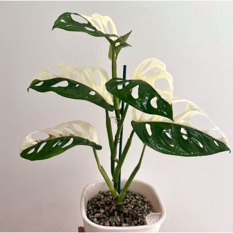 Tanaman hias Bonggol/Bibit Halfmoon adansoni monstera / monstera varigata