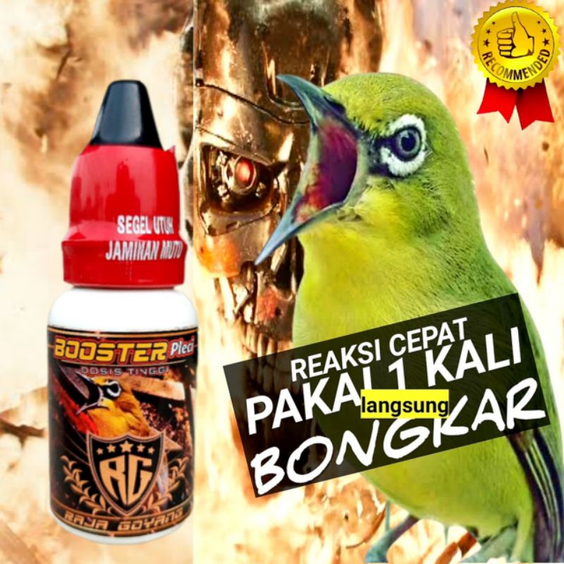 DOSIS TINGGI BOOSTER PLECI VITAMIN PENGGACOR PLECI DOPING PLECI RAJA GOYANG
