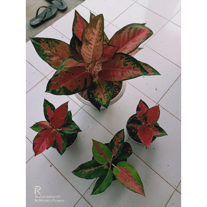paket aglonema kocin rinamira,red kocin rumpun,suksom Merapi dan suksom batik