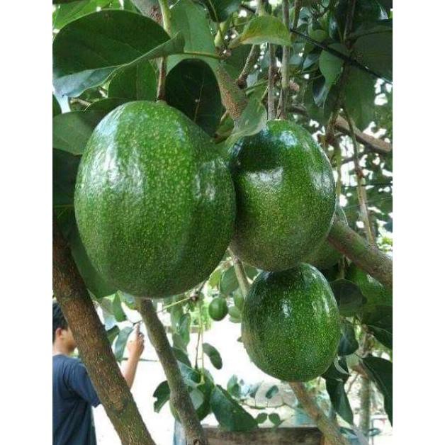p@g bibit buah alpukat  mentega kaki 3 super