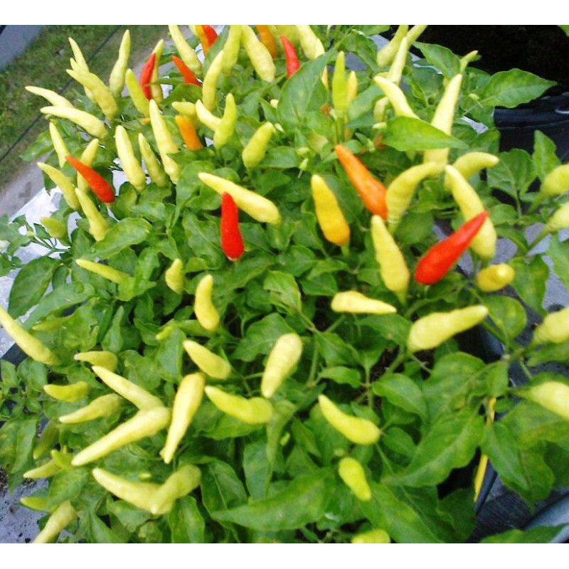 

Bibit cabai super jumbo asli