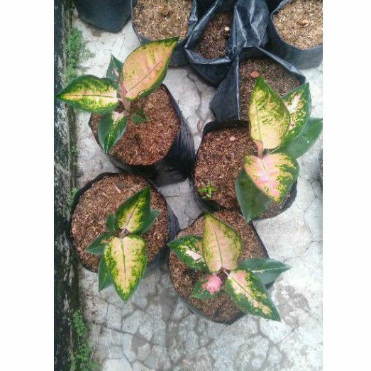 kochin paramuay aglonema