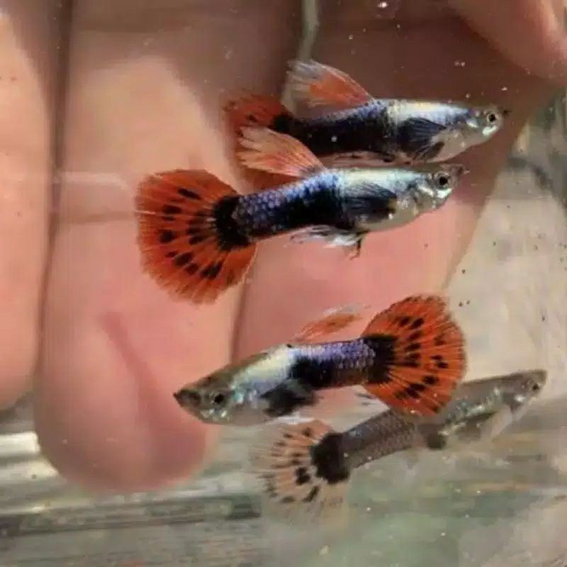 Ikan Guppy Red Ivory Remaja Sepasang Murah