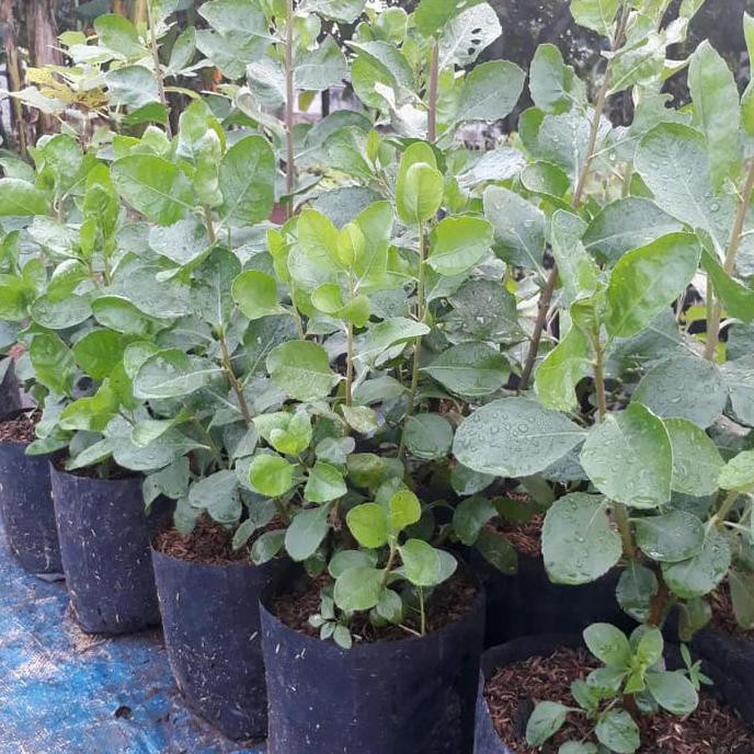 Sale Bibit Beluntas Daun Beluntas Tanaman Beluntas Daun Bluntas Terbaru
