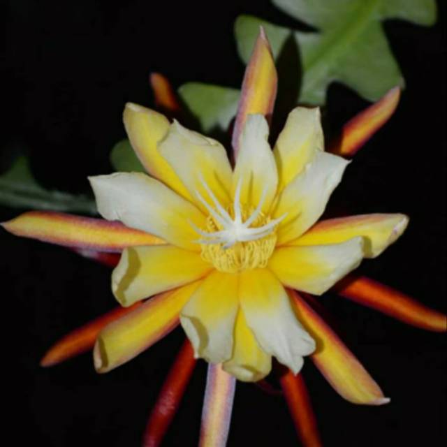 bunga wijaya kusuma wijaya kusuma - Bibit Bunga Wijaya Kusuma Keris Yellow