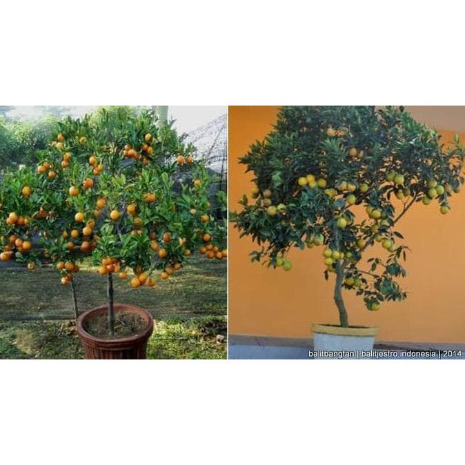 $Baru# Bibit Tanaman Buah Jeruk Santang 60Cm Big Sale.!