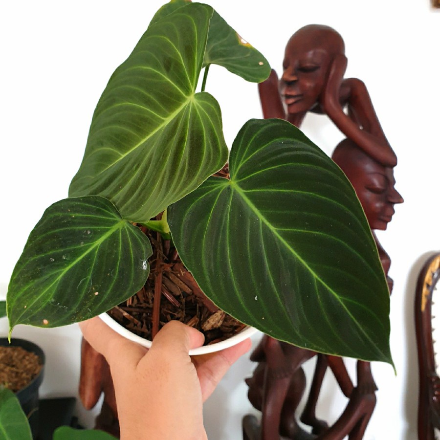 PHILODENDRON SPLENDID TANAMAN BUNGA PHILO TANAMAN HIDUP TANAMAN MURAH