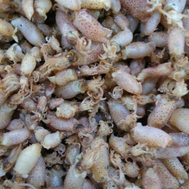 

Baby Cumi size 1 - 2.5 cm