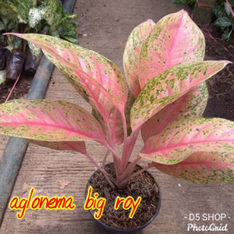 Aglomema big roy rimbun/ big roy indukan/big roy bibitan