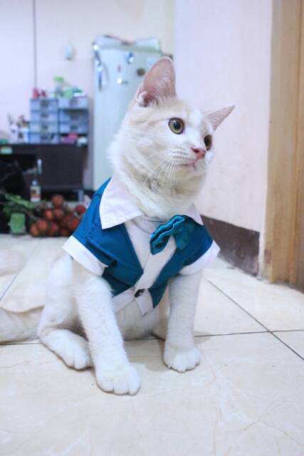 Tuxedo hijau model kemeja untuk kucing dan anjing size S M L XL / baju kucing murah