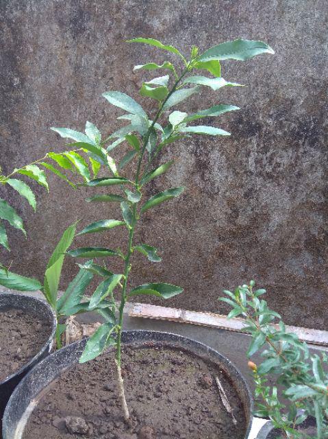 Bibit Jeruk Nagami