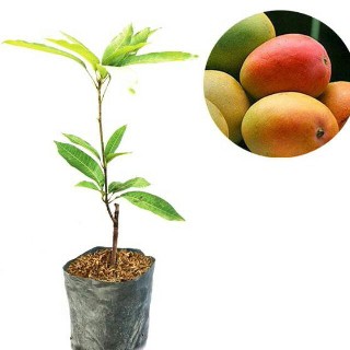 Bibit Mangga Gedong Gincu Pohon Mangga Bibit Buah Mangga Gedong Gincu