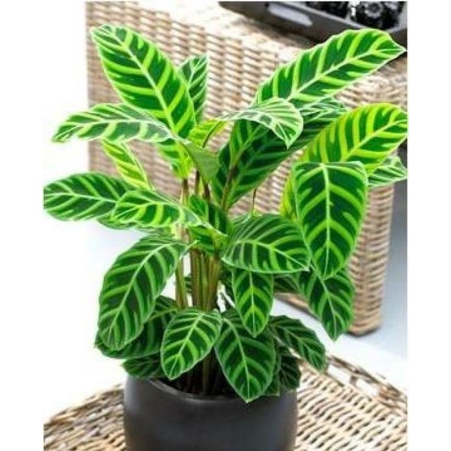 Tanaman Hias Calathea Zebrina Jungle Velvet