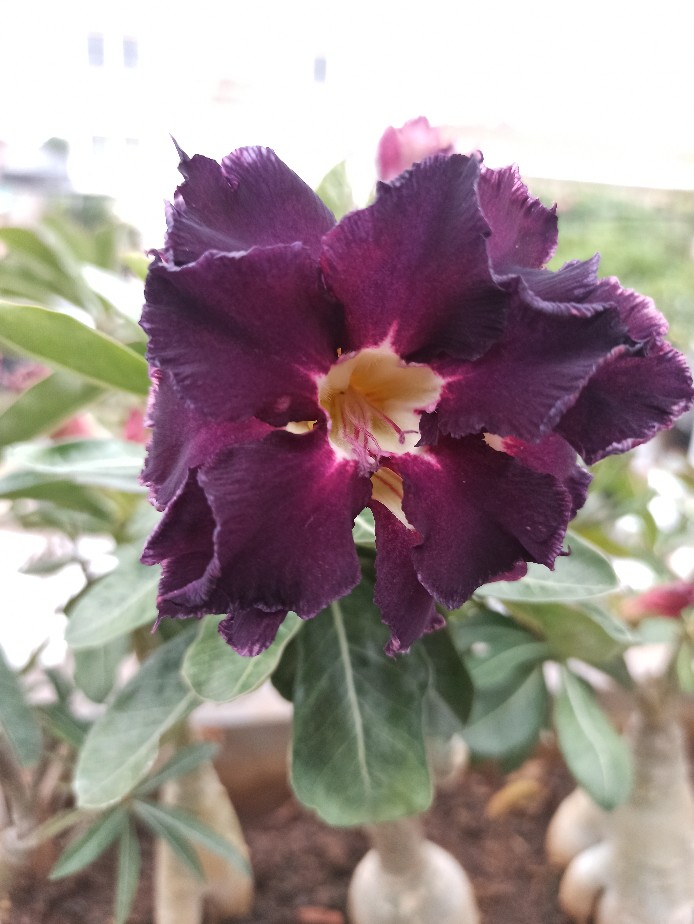 Omah Batik Solo Gentong Pink Kain Batik Bahan Seragam Dan Kebaya