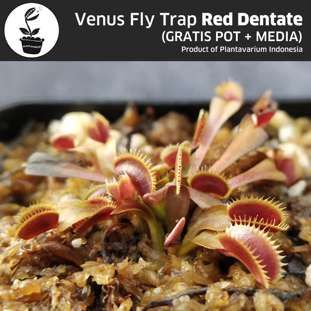 Tanaman Karnivora Venus Flytrap VFT Red Dentate