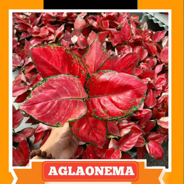  AGLAONEMA  RED ANJAMANI AGLONEMA RED ANJAMANI MURMER 