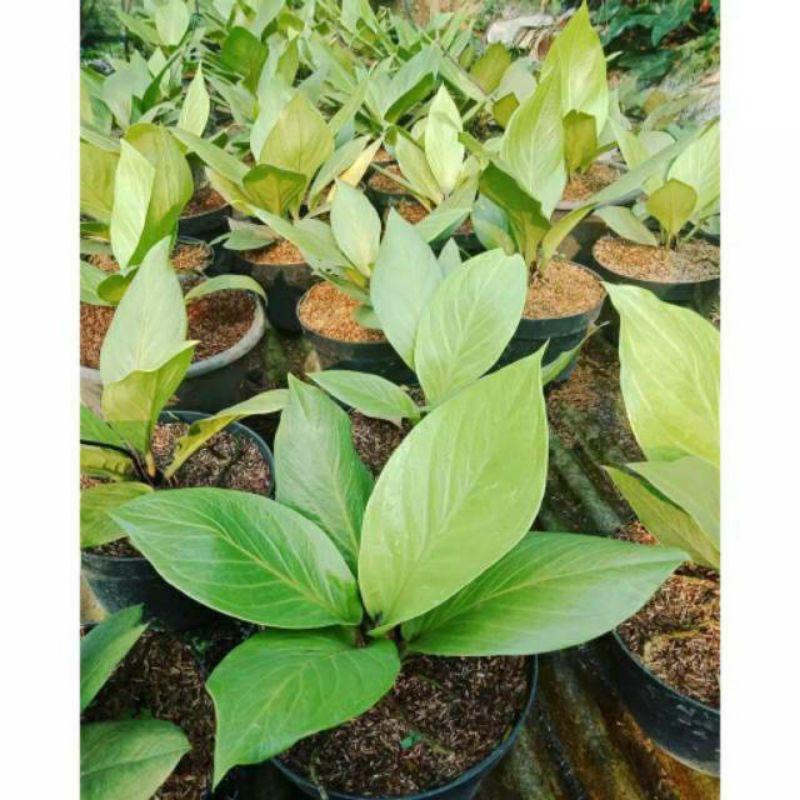 Anthurium Jemani kobra