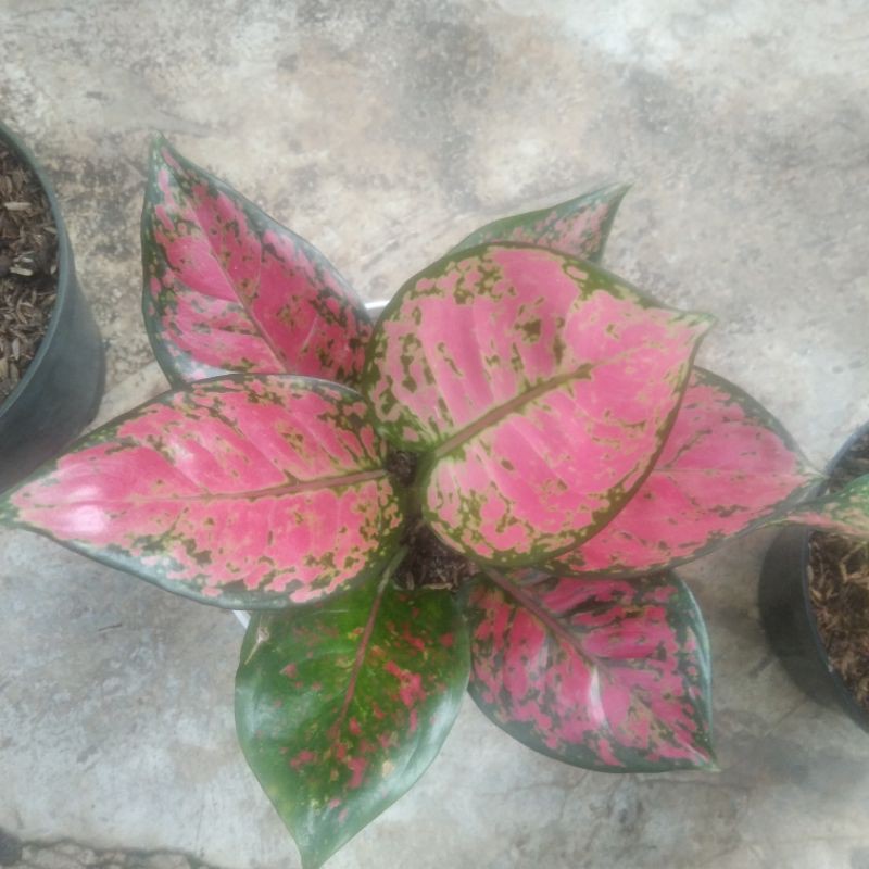 

NDUT ANJA SPECIAL