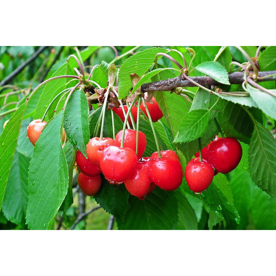 Benih Bibit Biji - Buah Red Sweet Cherry (Prunus cerasus) Seeds - IMPORT