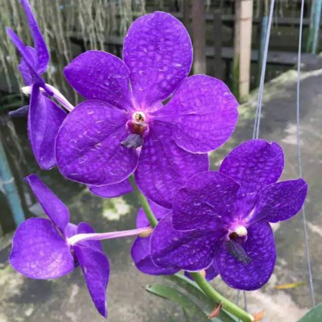 Anggrek vanda mokara remaja