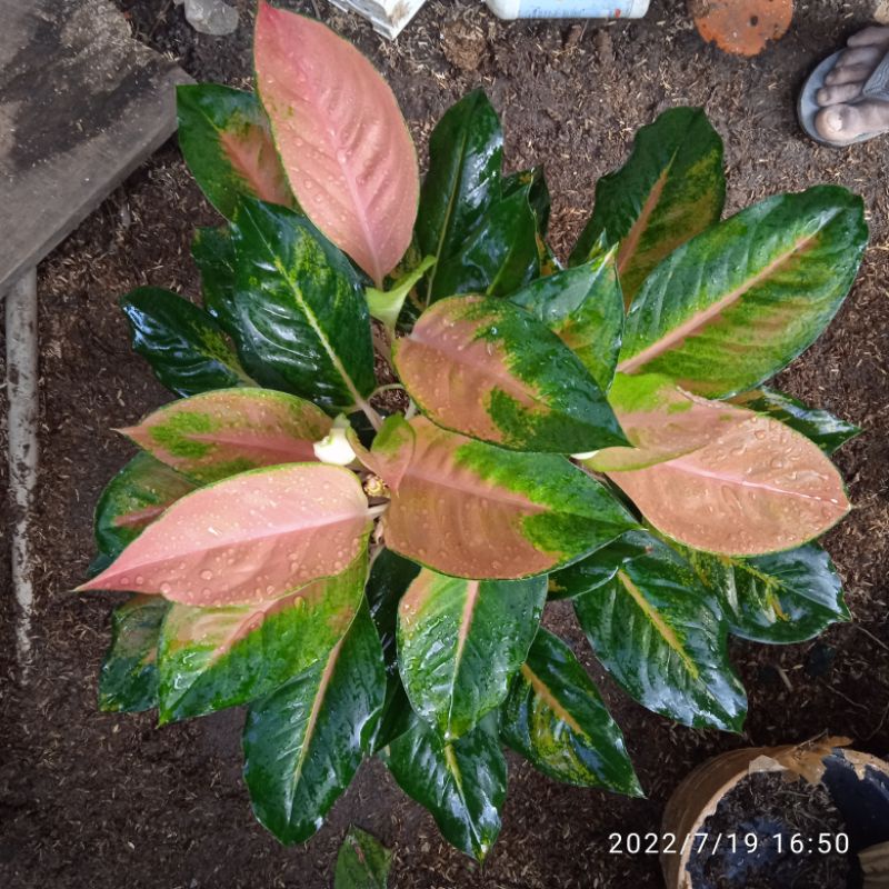 Aglonema KOCIN PELANGI