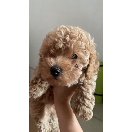ANJING MINI POODLE APRICOT (BACA DESC)
