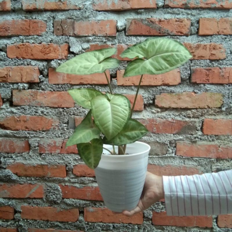 

keladi susu