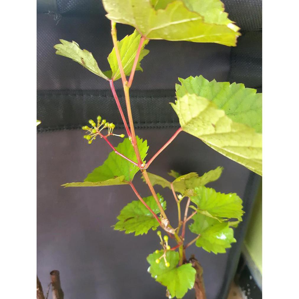 Bibit Buah Anggur Hijau Sudah Siap untuk Berbuah