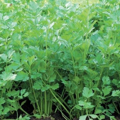 ___] Bibit Tanaman Seledri (Daun Sop) Amigo Cap Panah Merah 10.000 butir