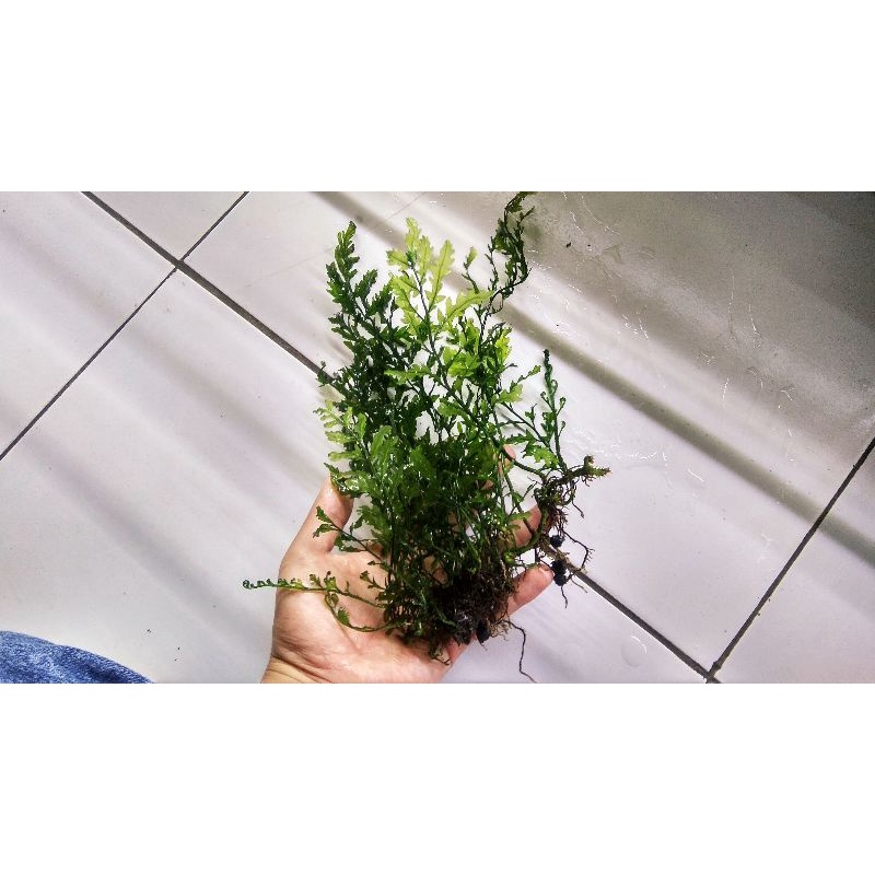 Tanaman Aquascape Bolbitis heaudelotti