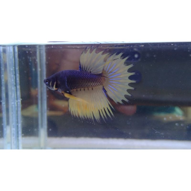 ikan cupang hias crowntail serit #CT07