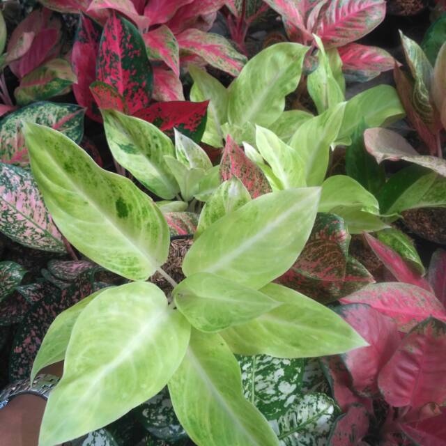 Aglaonema sundrop