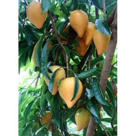 Jual Bibit Pohon Buah Alkesa Sawo Mentega Langka Murah Shopee Indonesia