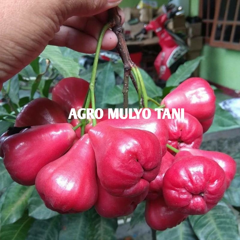 bibit jambu air lilin merah