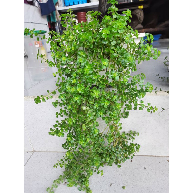 Tanaman Gantung Rimbun