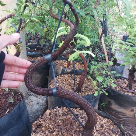 asem jawa bahan bonsai dari biji berkarakter