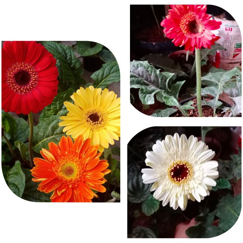bibit tanaman hias herbras/gerbera