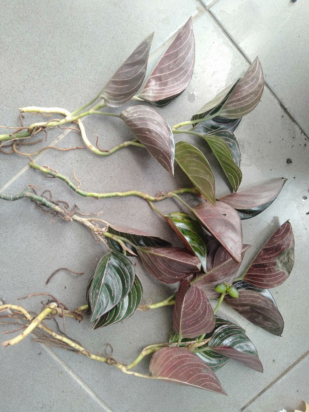 Aglonema Rotundum Aceh