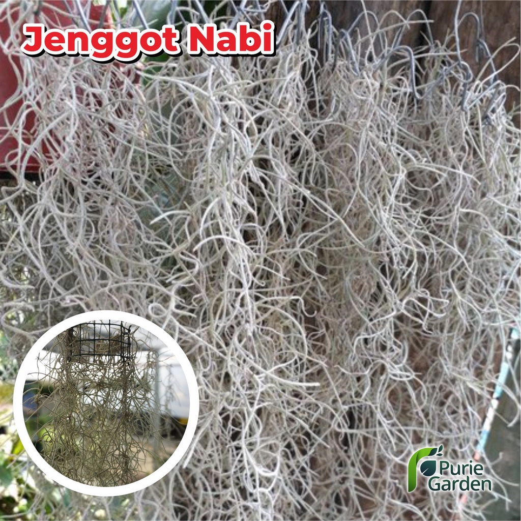 Tanaman Hias Gantung Udara Jenggot Nabi Musa Spanish Moss Tilandsia PG KDR