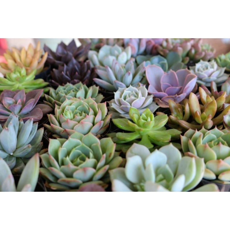 sekulen kaktus/paket 10pcs sekulen Echeveria berwarna medium gratis pot hitam