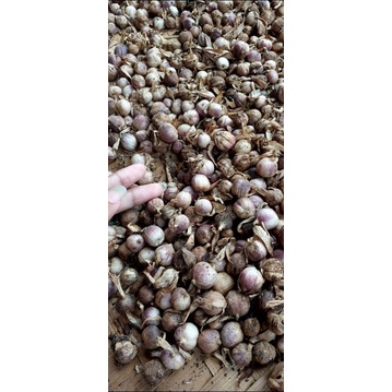 

KAPULAGA KERING ASLI PANEN SENDIRI DIJAMIN ORIGINAL 50 gram 9.150
