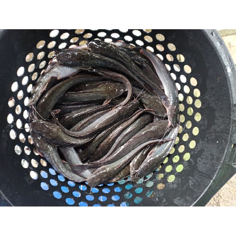 

ikan lele isi 9-11perkg