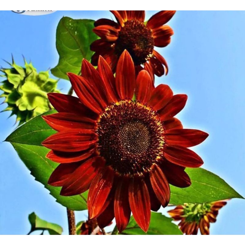 Benih Biji Bunga Matahari Merah Sunflower Valvet Queen