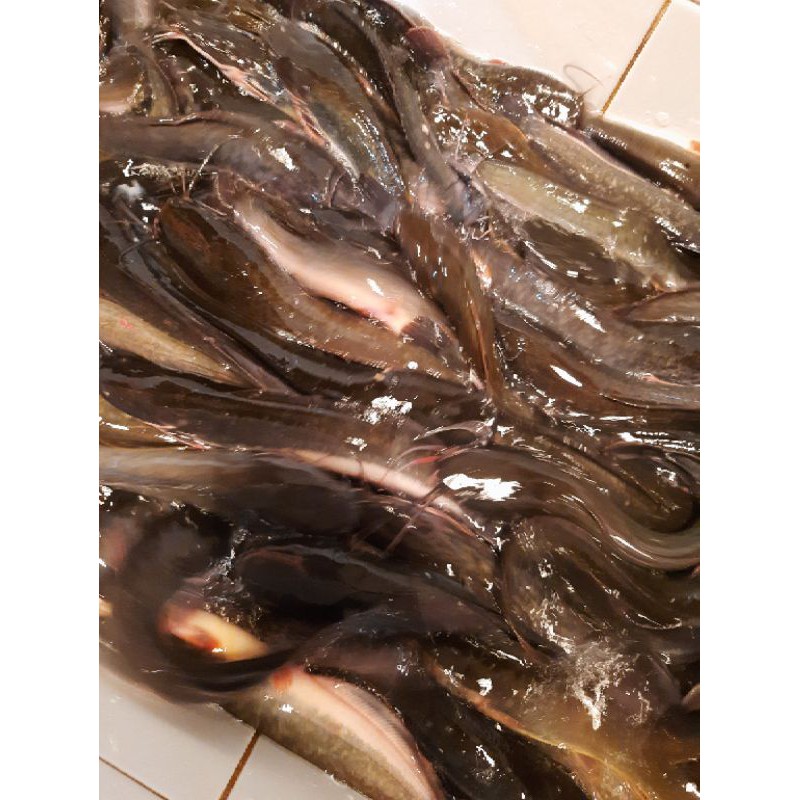 ikan lele 1 kg