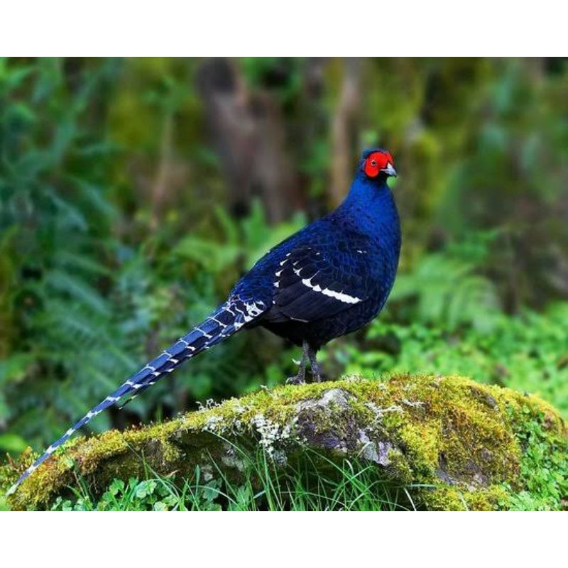 

TELUR AYAM HIAS RINGNECK MIKADO PHEASANT FERTIL UNTUK DITETASKAN