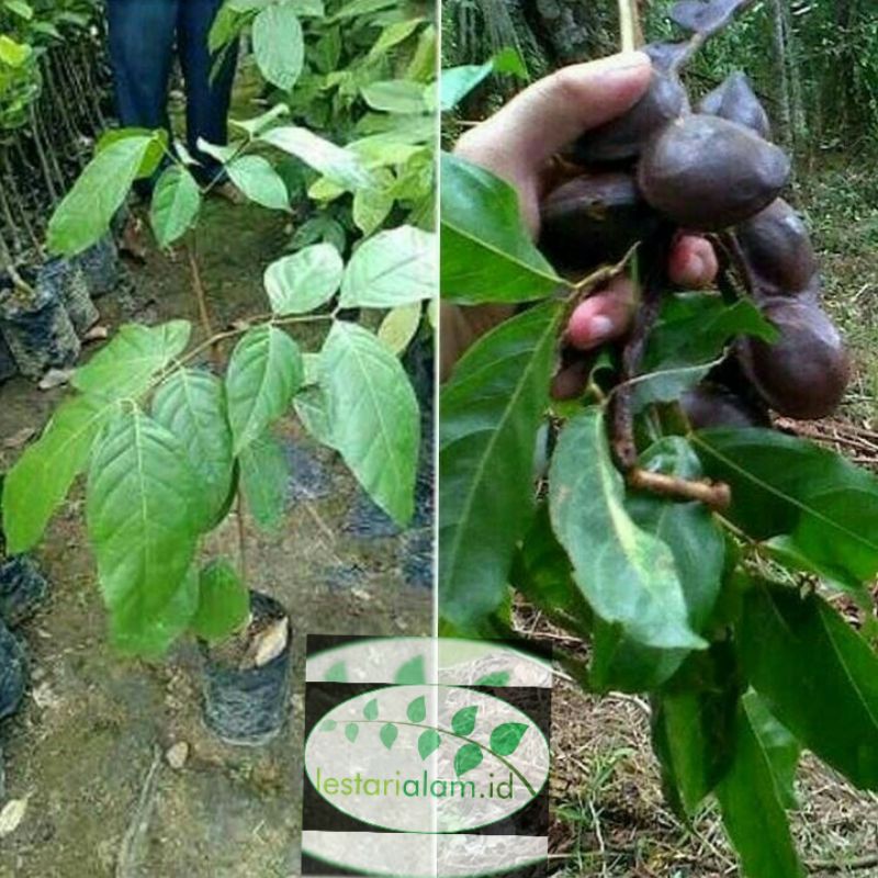 bibit pohon jengkol lalapan Bibit Jengkol