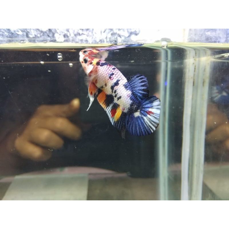 

Cupang Multi Color