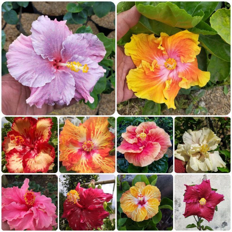 Tanaman hias bunga sepatu Bangkok | BUNGA SEPATU BANGKOK