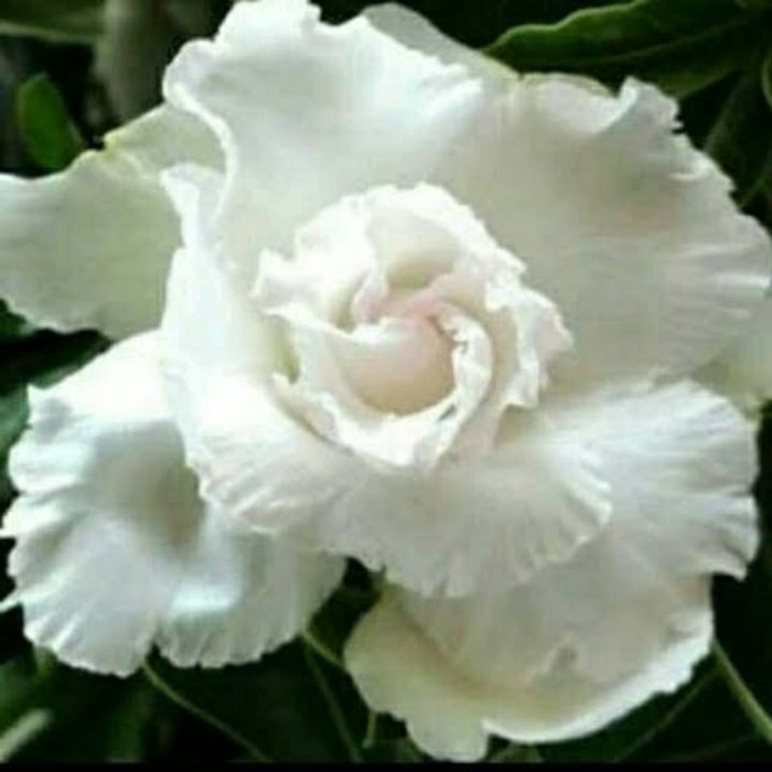 

Bibit Bunga Kamboja Adenium Glowig white - Kamboja Jepang